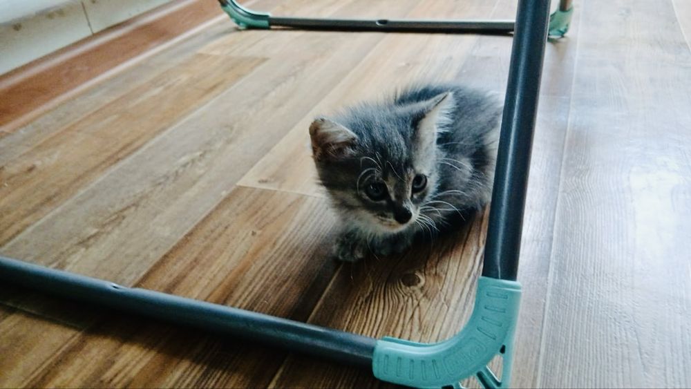 Отдам котенка, мальчик, 2 мес