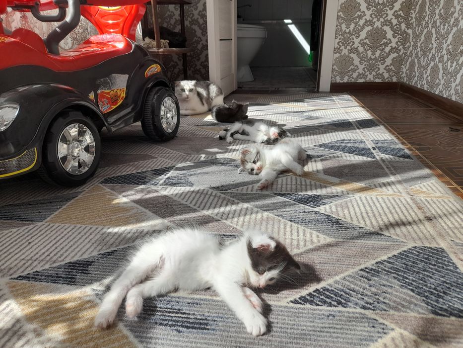 Котята бесплатно