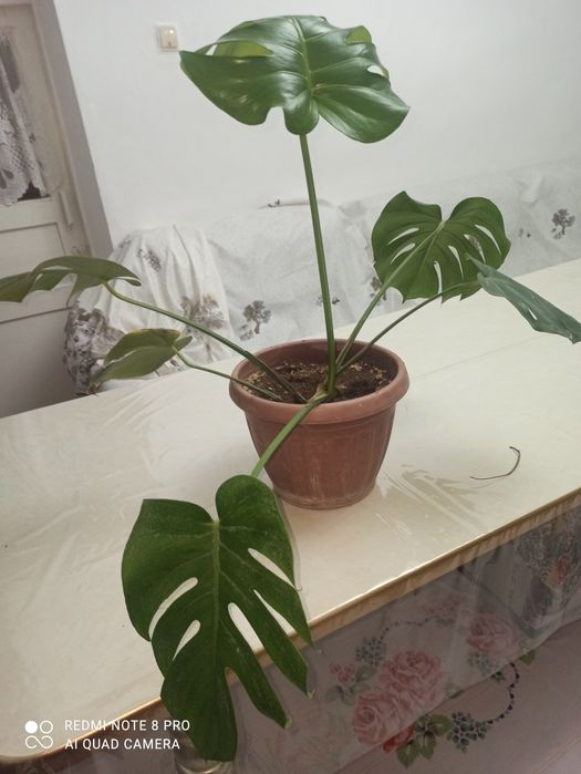 Продается монстера