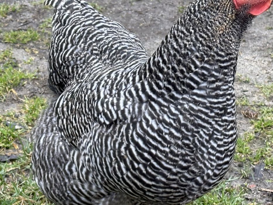 Cocosi rasa playmouth rock barat