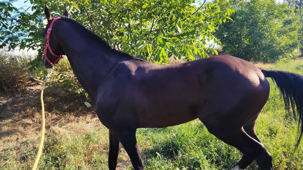 Otlar sotiladi Принц, Газир, Гелди Батыр, Пакистан Едгор Той Карнелиус