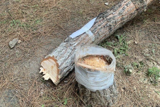 Дарахтни кесиш кайчилаш дарахтга шакл бериш хизматлари мавжуд