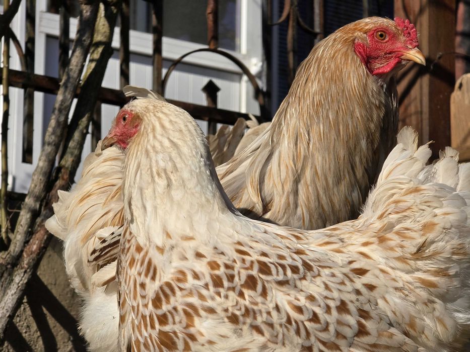 Продавам разплодни яйца от Бяло златна Брама [White gold Brahma]