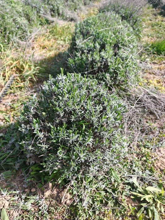 Plante de lavandă
