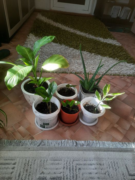 Продам комнатные цветы