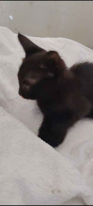 Котята в добрые руки, Бесплатно