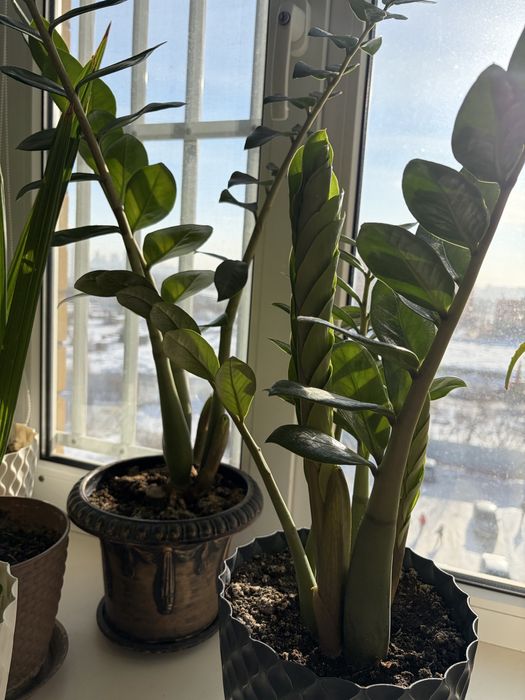 Продам цветы домашние долларовое дерево