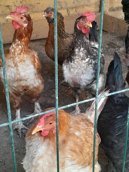 Honadon tovuqlari sotiladi