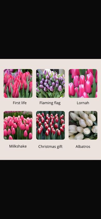 Тюльпаны оптом и в розницу