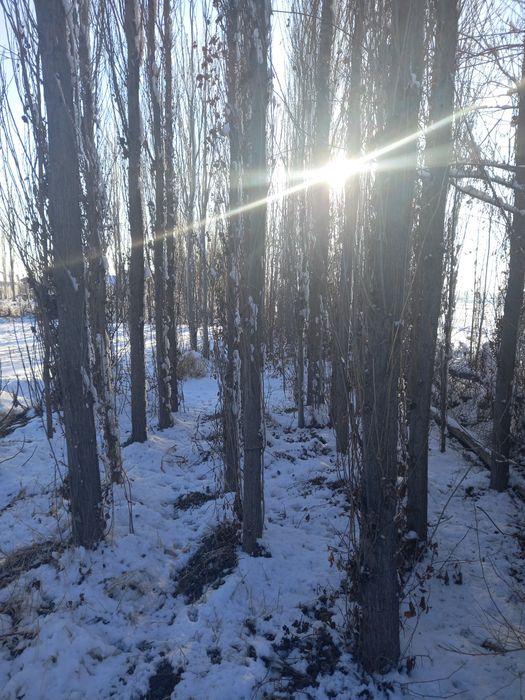 Прадаётса деревя-Тераклар сотилади
