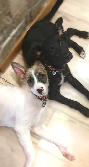 отдам щенка девочку в добрые руки