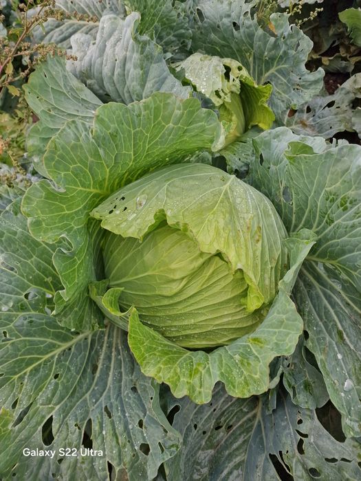 Vând varză plată și conopidă