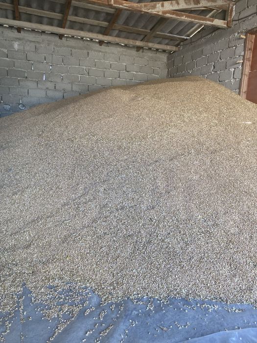 Vand grau productie 2025