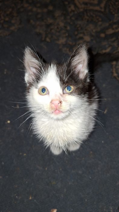 Котёнок в добрые руки