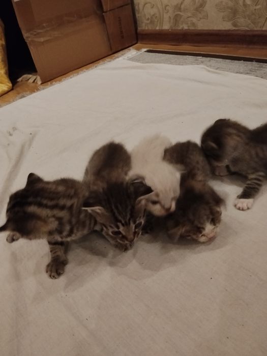 Отдам веслоухих котят в добрые руки