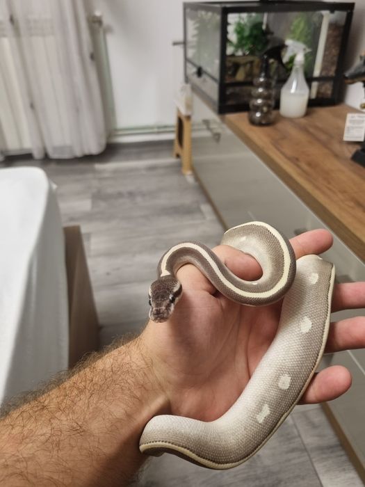 Femelă de piton regal