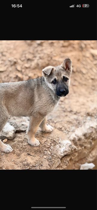 Немецкая овчарка!