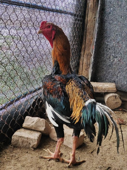 Молодой дакан бойцовый кораз сатылады