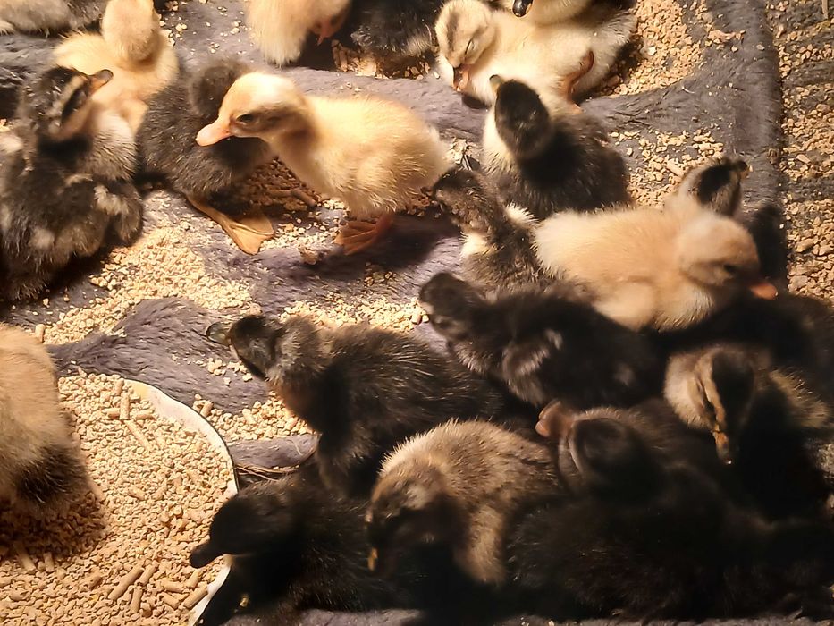 Boboci de rata de diferite marimi