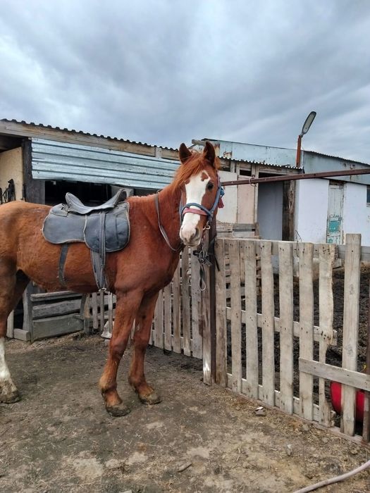 Жеребец в поселке Дубовка