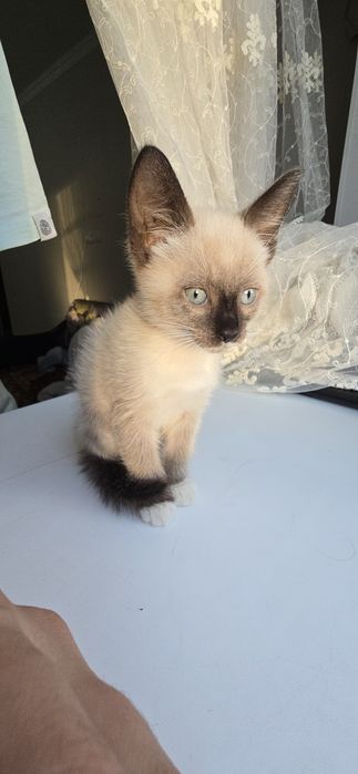 Котёночек  породистый