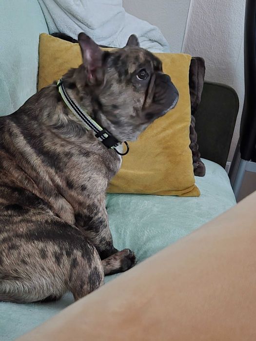 Френски булдог на 1 година