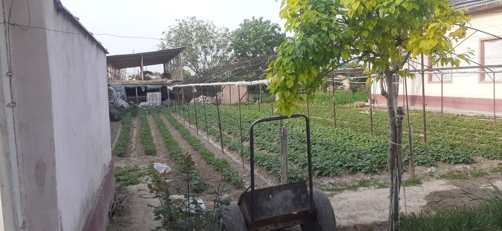 Тошкент вилояти, Зангиота туманида 18 сотихли ховли жой сотилвоти