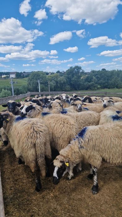 Vând 45 oi bune de ținut