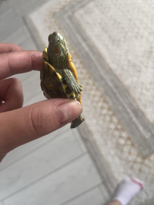 Продам красноухих черепашек