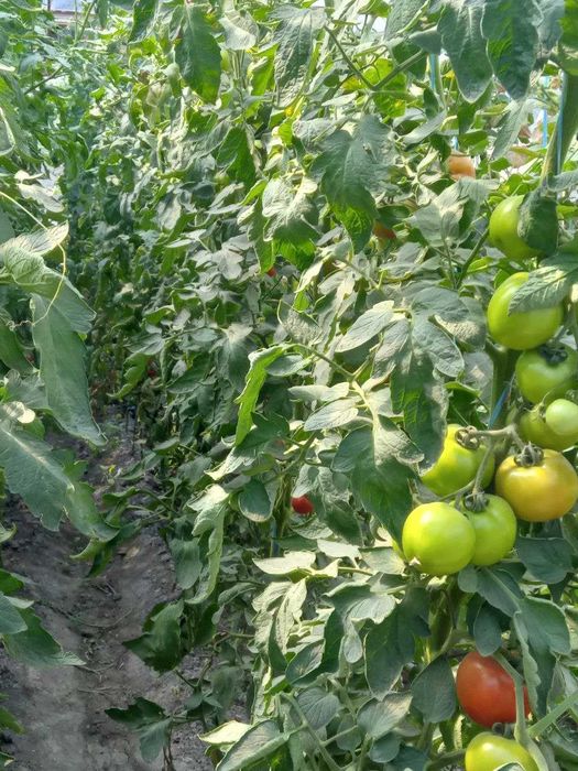 Узим етиштирган Помидор махсулотларини сотаман