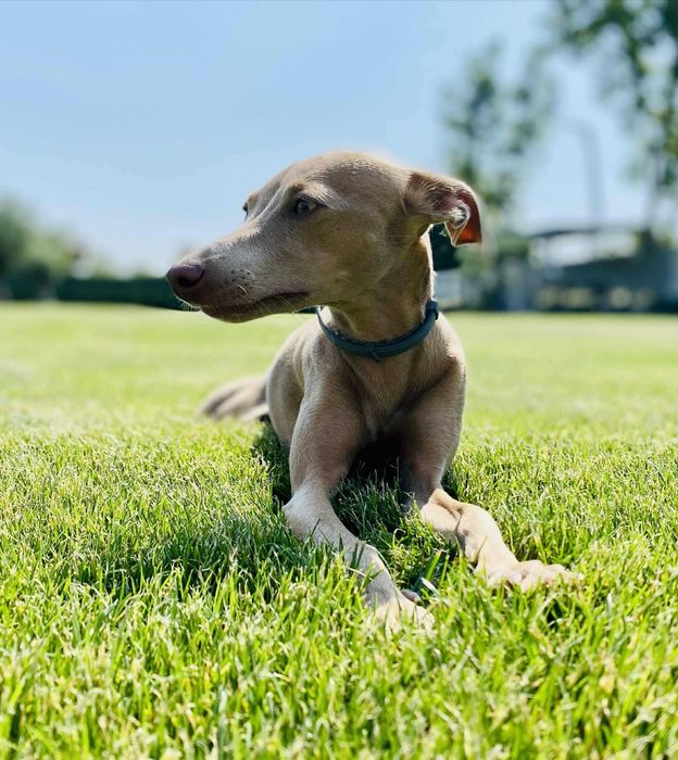 Италианска хрътка – изящество, благородство и безупречен произход