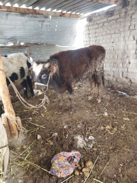 Шаруа бука биржарым жасар