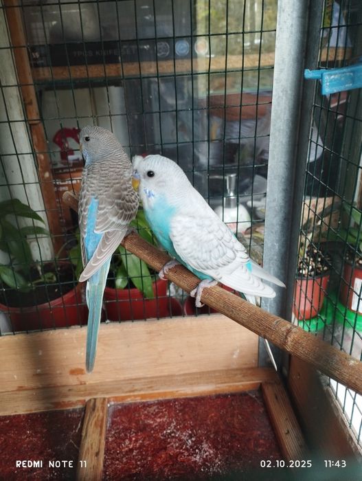 Продаю валнистых , Молодые попугай.