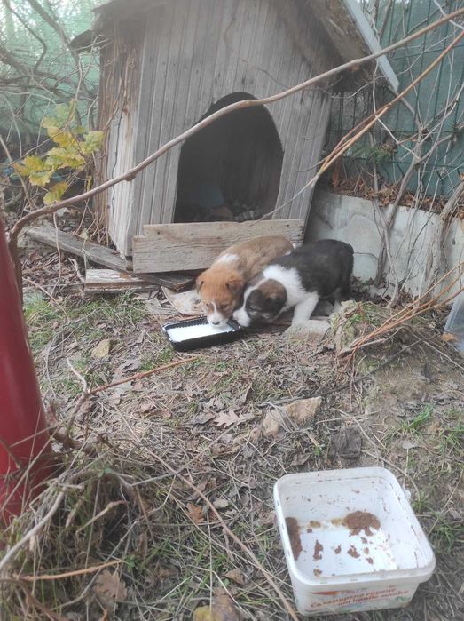 Кученца търсят дом