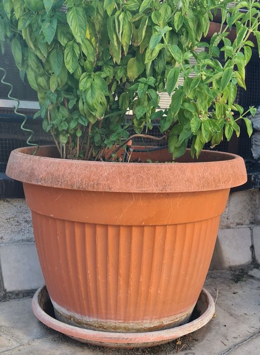 Саксии  за цветя 50/40