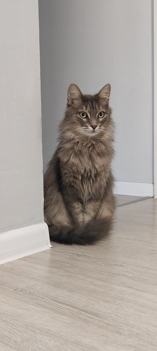 Кошечка в добрые руки