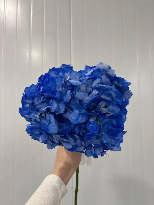 Пышные гортензии - объём, нежность и эффектный вид