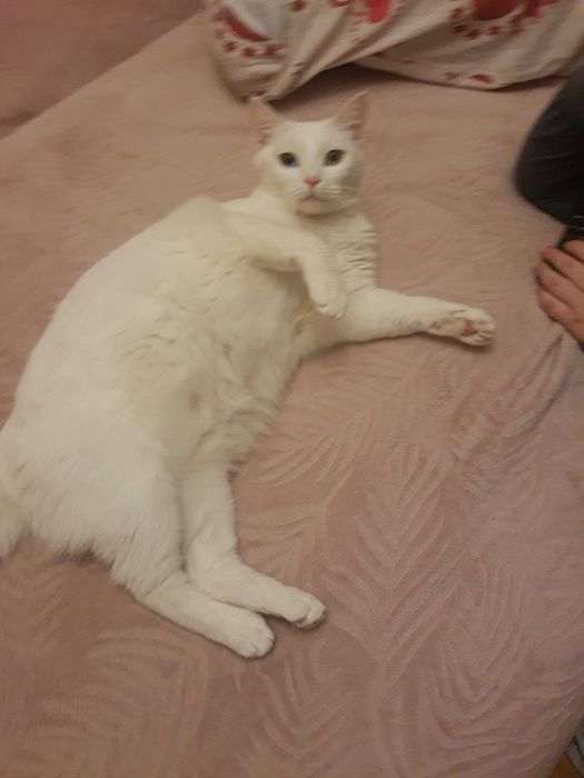 Подарявам котка .