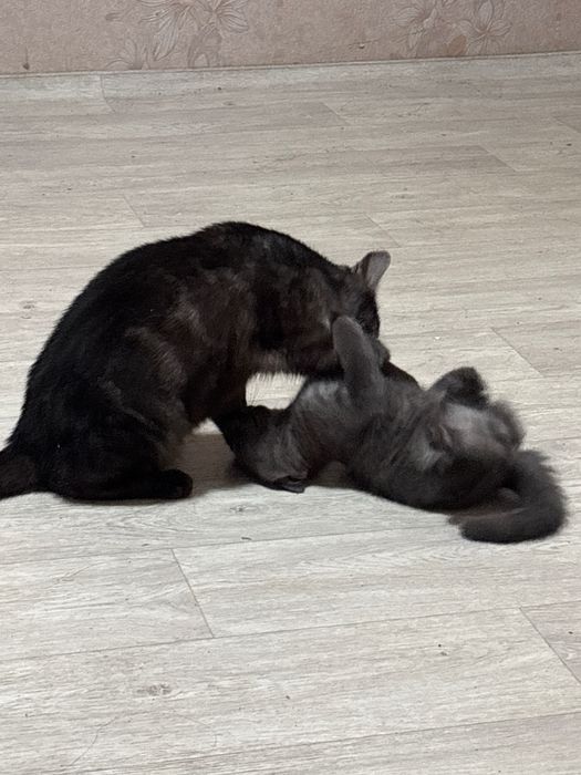 Продам котенка британца