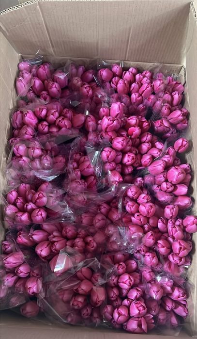 Свежие тюльпаны оптом