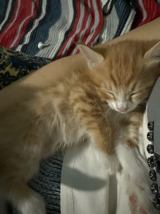 Отдам в добрые руки.