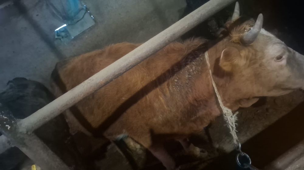 Семіз құнажын сыиырлар сатылады