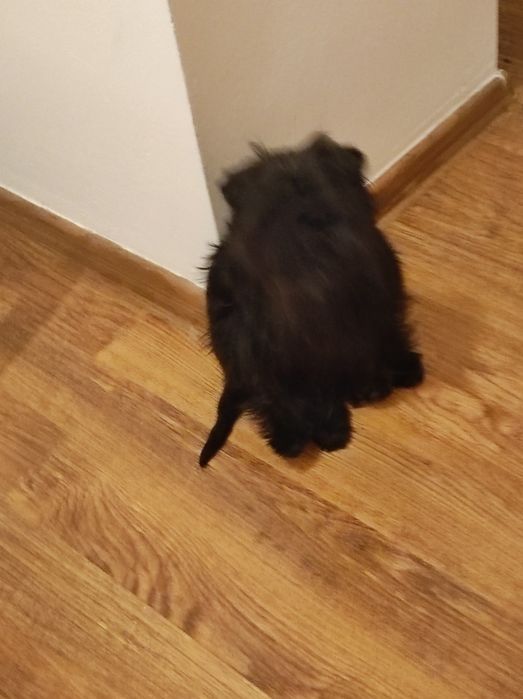 Аффенпинчер ,щенки СКК