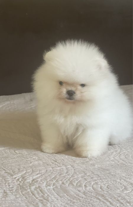 Померан мини