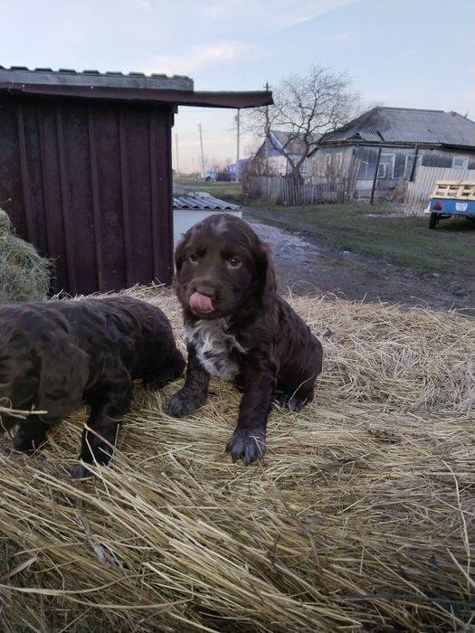 Продам чистокровных Спаниэлев