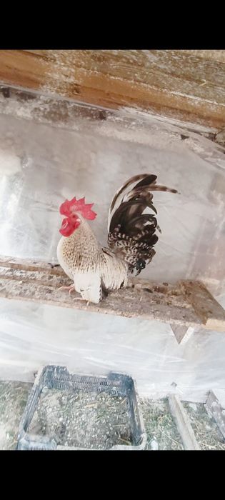 Cocoșei chabo tineri de anul trecut