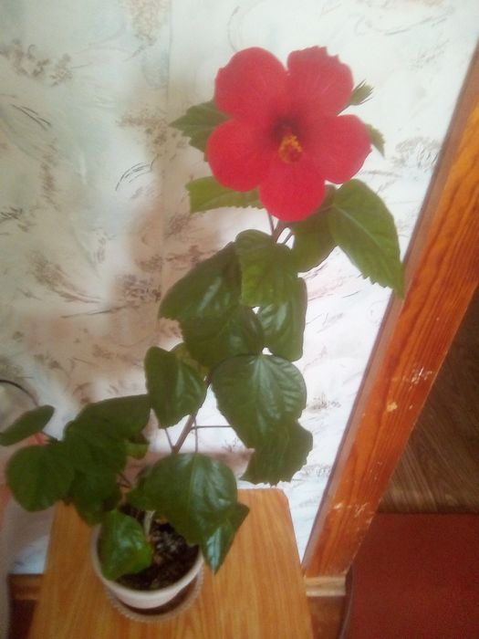 Продам роза домашняя