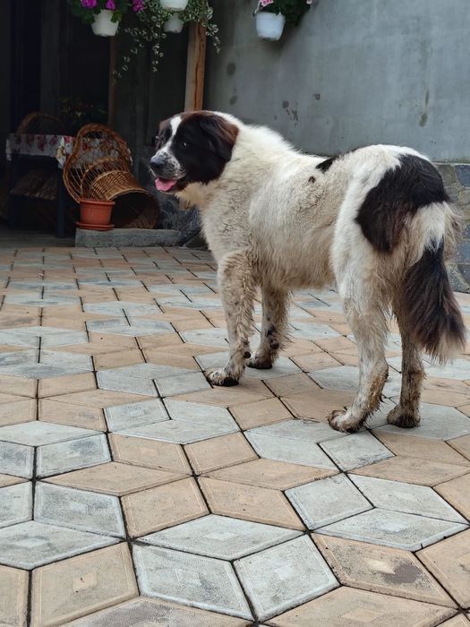 Femela Ciobănesc de Bucovina cu pedigree