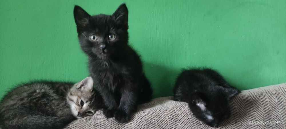 Котята в добрые руки