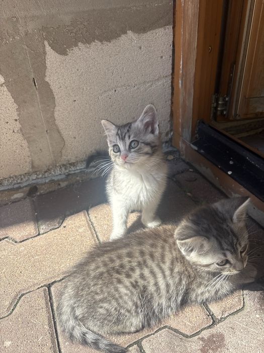 отдам котят